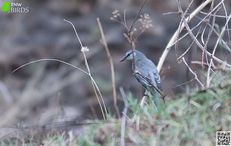 Black-headed Cuckooshrike